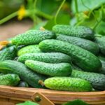 If your cucumbers turn bitter and inedible in this August heat, one watering swing usually starts it