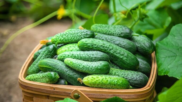 If your cucumbers turn bitter and inedible in this August heat, one watering swing usually starts it
