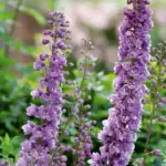 Your Delphiniums Finished Blooming – Here’s the One Thing to Do Now for a Possible Same-Season Rebloom