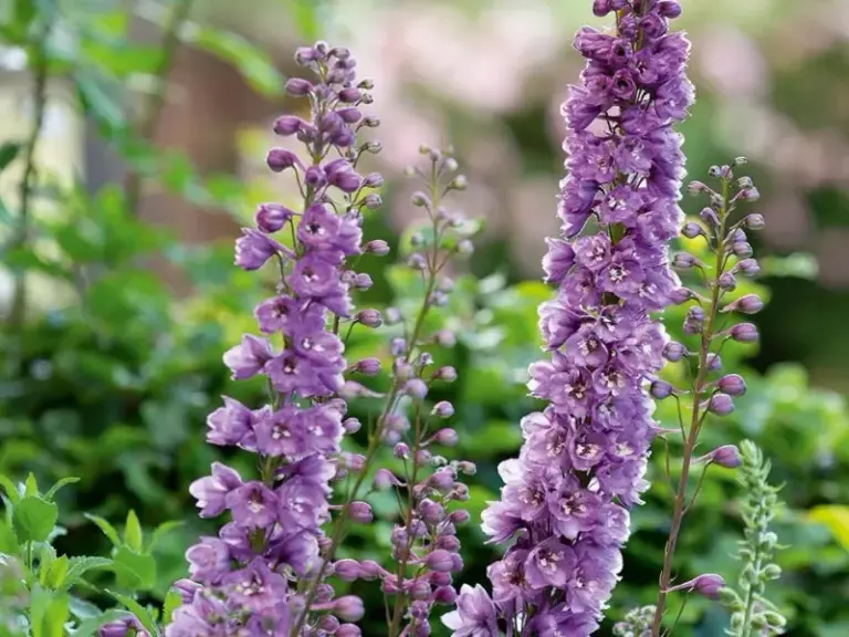 Your Delphiniums Finished Blooming – Here’s the One Thing to Do Now for a Possible Same-Season Rebloom