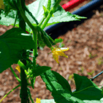 If Your Cucumber Plants Stop Producing New Fruit in Late-Summer Heat, One Pollination Problem Is Usually Behind It