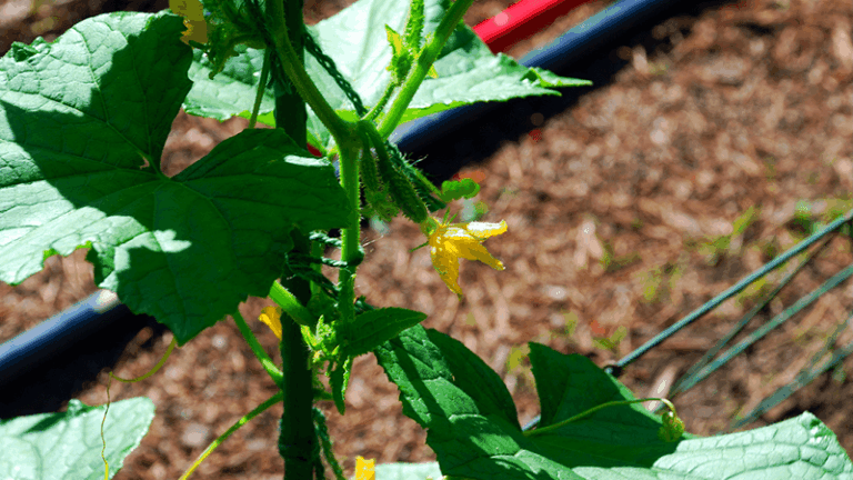 If Your Cucumber Plants Stop Producing New Fruit in Late-Summer Heat, One Pollination Problem Is Usually Behind It