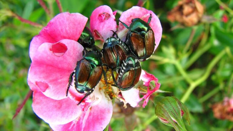 The Most Underrated North Carolina Native Shrub That Cuts Japanese Beetles Off From Your Roses And Beans