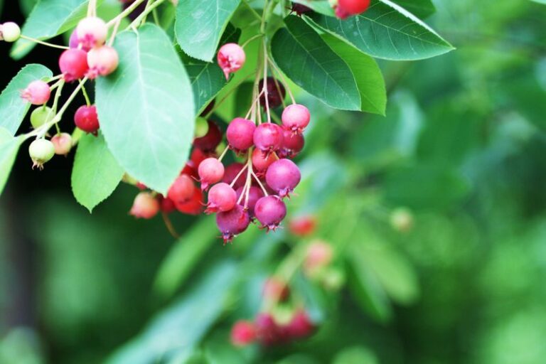 The Most Underrated North Carolina Native Tree That Feeds Wildlife All Season While Discouraging Ticks Near Your Yard