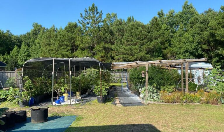 The Real Reason Your Texas Vegetable Garden Quits in the July Heat and the Shade Fix That Revives It
