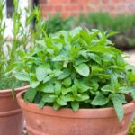 Spearmint on Your Texas Porch: What It Can and Cannot Do About Wasps This Summer