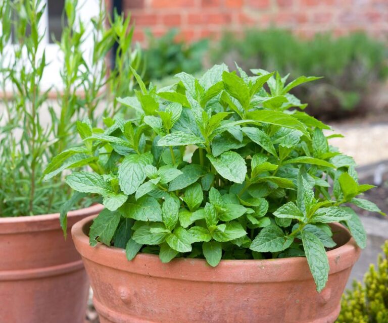 Spearmint on Your Texas Porch: What It Can and Cannot Do About Wasps This Summer