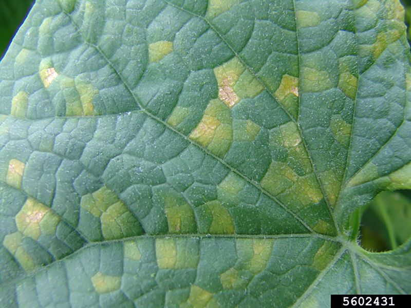 If Your Cucumber Leaves Develop Pale Yellow Patches This August, Downy Mildew May Be the Cause