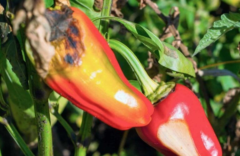 If Your Bell Peppers Turn Soft with Sunken Tan Patches in Late-Summer Heat, Sunscald Is Usually Behind It