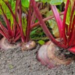 Why Beets Seeded Right Now in North Carolina Give You the Sweetest Fall Harvest You’ve Been Missing