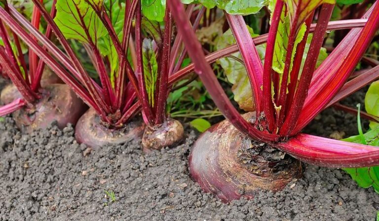 Why Beets Seeded Right Now in North Carolina Give You the Sweetest Fall Harvest You’ve Been Missing