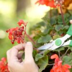 Your Geraniums Bloom Strong Early but Fade by Late Summer — Here’s the One Habit That Keeps Them Going