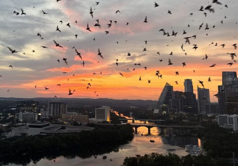 Bat Houses Support Central Texas Wildlife, But These Mosquito Controls Are More Dependable For Your Patio
