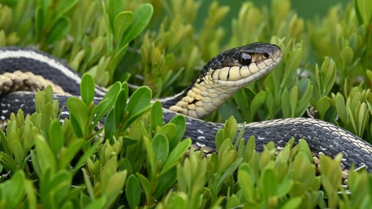 7 Florida Plants Quietly Inviting Snakes Into Your Yard Without You Ever Noticing
