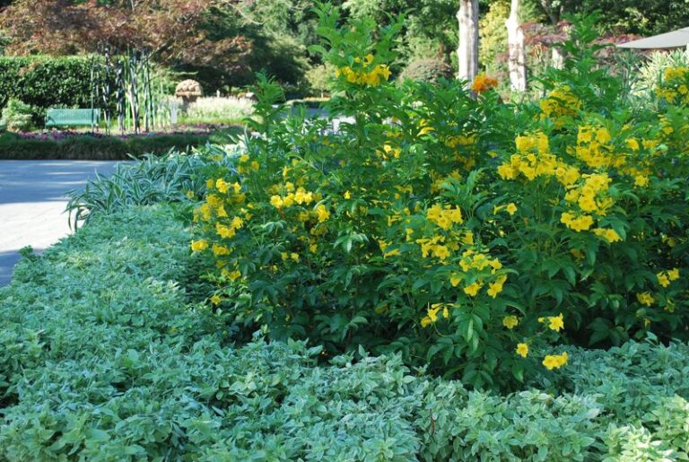What To Do With Your Texas Esperanza Now So It Blooms Hard Through the Fall Heat