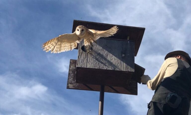 How To Support California Barn Owls That Hunt the Gophers Tearing Up Your Vegetable Beds