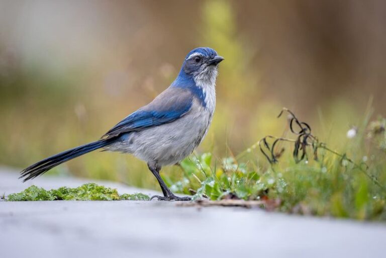 A California Scrub-Jay May Eat Garden Snails – but It Won’t Replace Seedling Protection