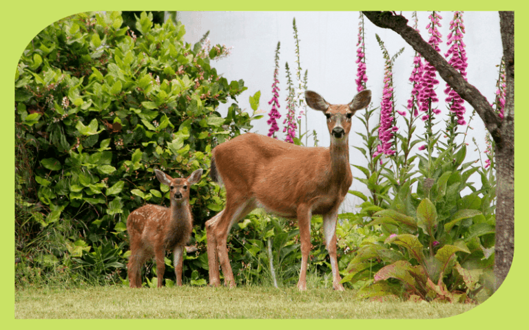 Deer Are Stripping Your Garden Overnight – Here Are the Strong Smells That Send Them Packing