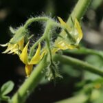 If your tomatoes stopped setting fruit in August heat, one nighttime problem is usually the cause