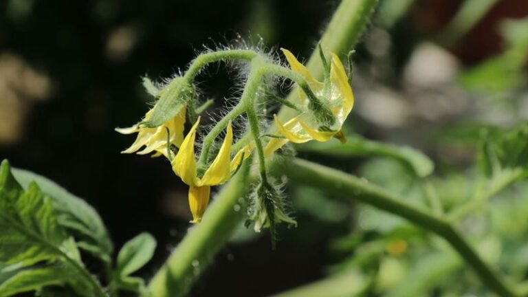 If your tomatoes stopped setting fruit in August heat, one nighttime problem is usually the cause
