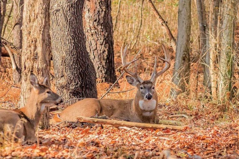 What It Really Means When Deer Keep Bedding Down in the Same Corner of Your North Carolina Yard