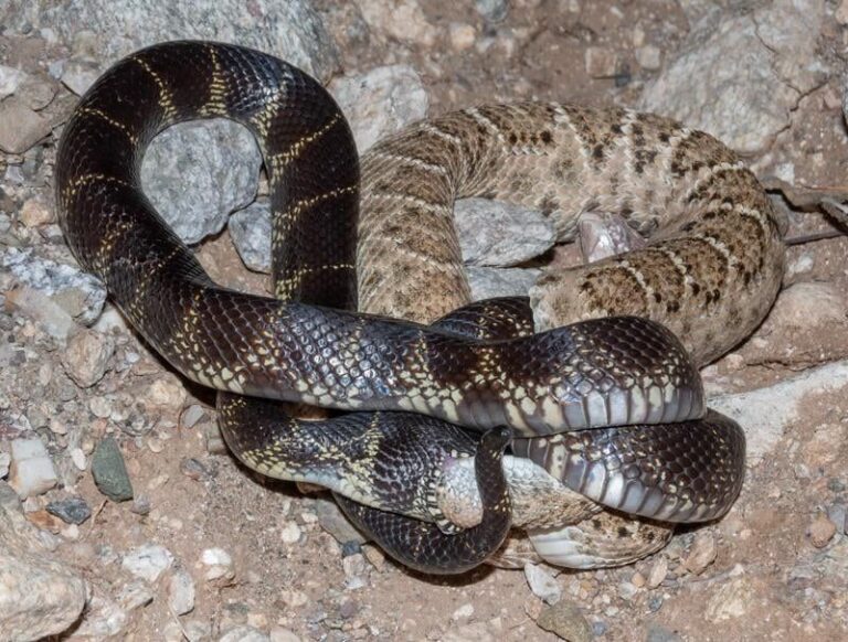 The California Kingsnake: A Native Predator That Sometimes Eats Rattlesnakes