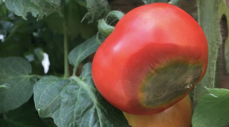 August Moisture Management: The Ongoing Routine North Carolina Gardeners Use to Reduce Cracking in Fall Tomatoes