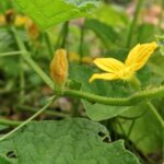 If your cucumber vines are loaded with flowers but no fruit ever forms this August, one pollination gap usually starts it