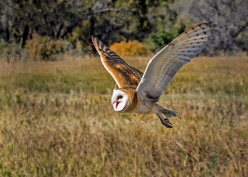 What It Really Means When Barn Owls Start Hunting Near Your California Yard at Night