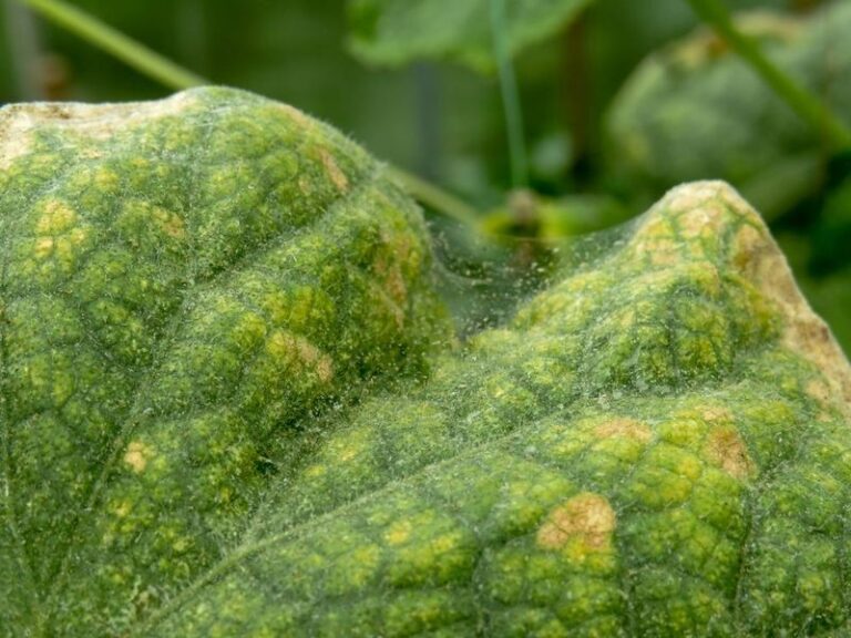 If your cucumber leaves turn silver and speckled this August, spider mites usually start the damage