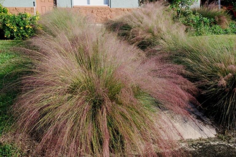 7 Florida Native Ground Covers That Replace St. Augustine and Shrug Off the Fall Drought