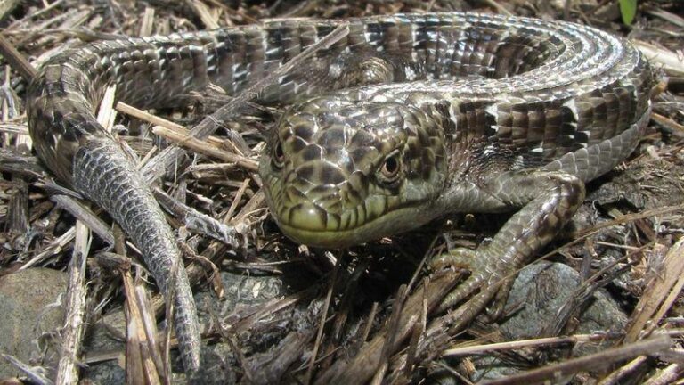 How To Support California Alligator Lizards That Quietly Eat the Black Widows Hiding In Your Yard