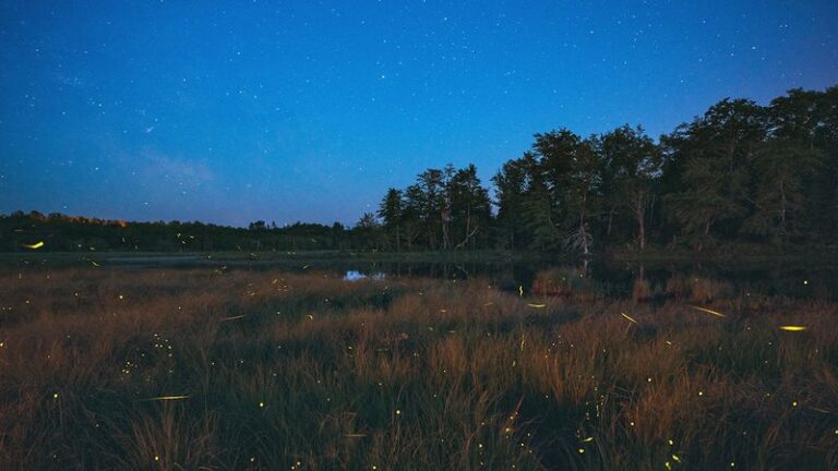 Native Switchgrass: A Texas Habitat Plant That May Support Fireflies In Your Central Texas Yard