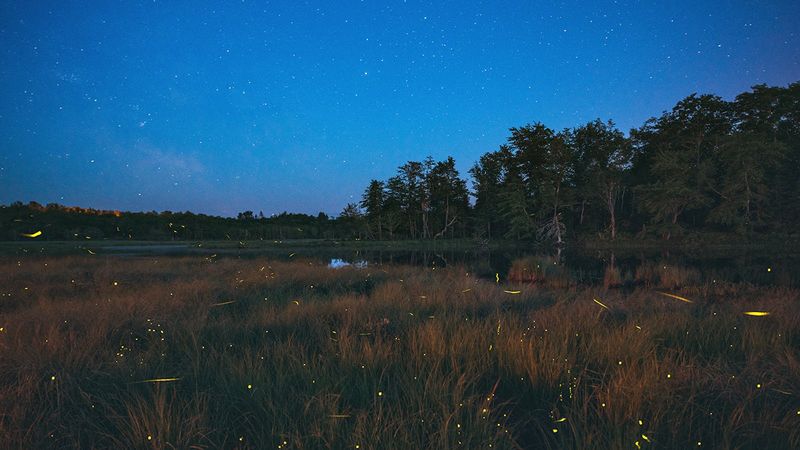 Native Switchgrass: A Texas Habitat Plant That May Support Fireflies In Your Central Texas Yard