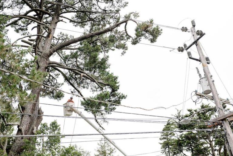 What California Fire Officials Keep Warning About Trees Growing Too Close to Your Power Lines, and How to Fix It