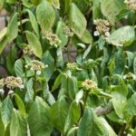 Your Hydrangeas Wilt and Flop in the Afternoon Heat – Here’s the Watering Rhythm That Firms Them Back Up