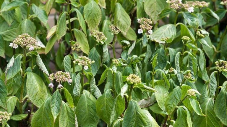 Your Hydrangeas Wilt and Flop in the Afternoon Heat – Here’s the Watering Rhythm That Firms Them Back Up