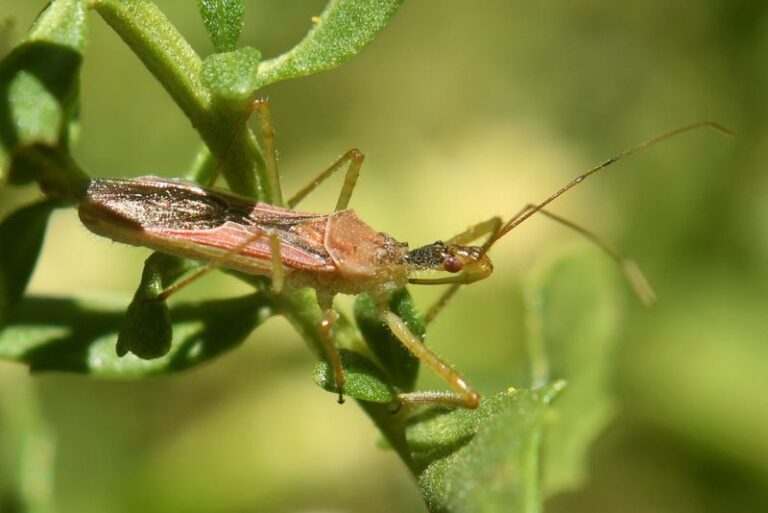How To Support the California Assassin Bugs That Quietly Hunt the Caterpillars and Aphids Wrecking Your Vegetable Beds