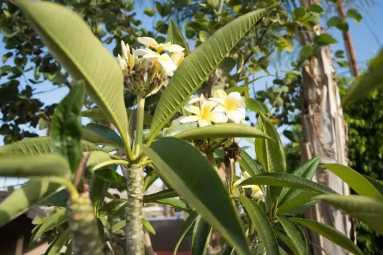 What California Plumeria Need Right Now in Late Summer to Set Buds Before the Heat Fades
