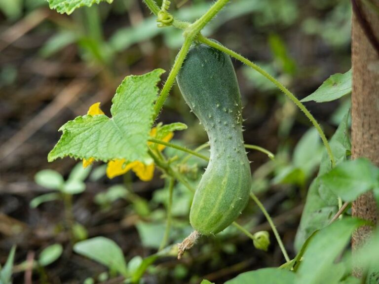 If your cucumber vines are loaded with blossoms but the fruit stays stubby and pale in this August heat, one watering habit usually starts it