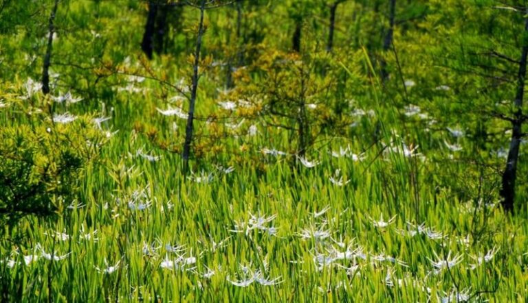 7 Florida Native Plants That Replace Boring Liriope Borders and Actually Feed the Wildlife It Never Could