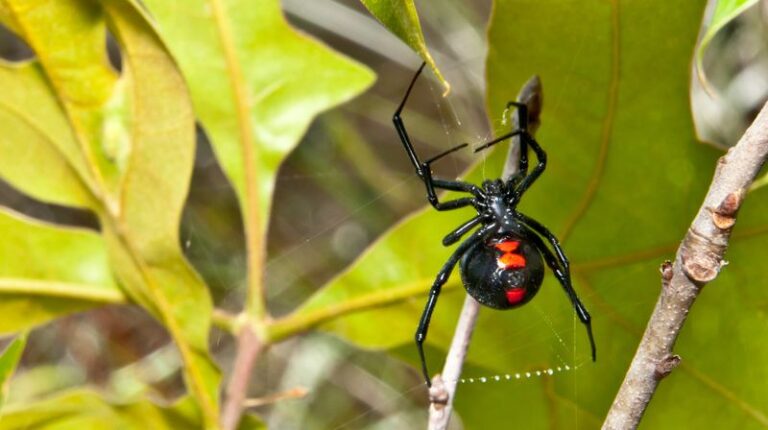 The Common California Yard Habits That Quietly Roll Out the Welcome Mat for Black Widows in a Heat Wave