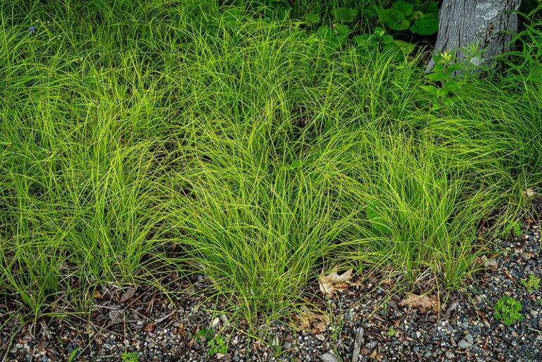 The Most Underrated North Carolina Native Grass That Crowds Out Weeds Along Your Wooded Edge Better Than Mulch