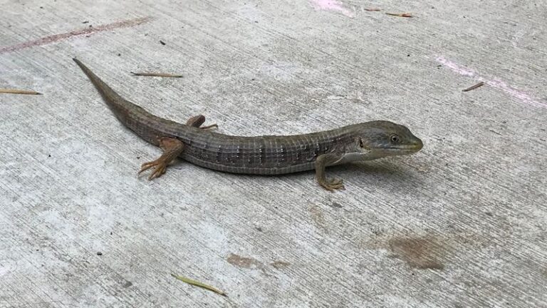 The Alligator Lizard In Your California Yard Quietly Eats The Ticks And Snails Wrecking Your Beds, But Homeowners Kill It On Sight