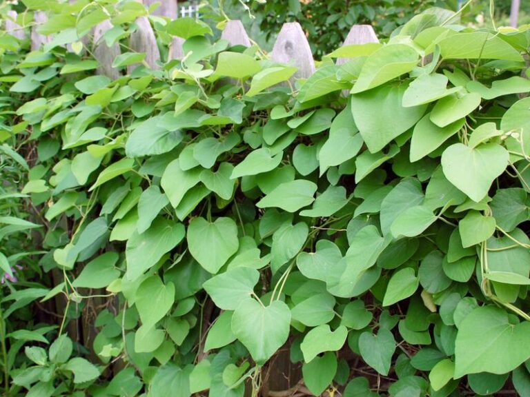 These Native North Carolina Vines Are Quietly Replacing Backyard Fences With a Living Privacy Screen