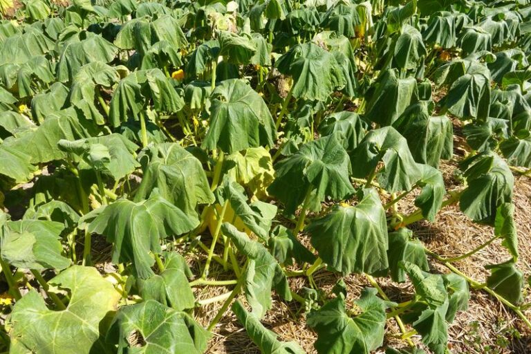 If Your Fall Squash Seedlings Sprout Fast but Fizzle Out in the Late-Summer Heat, Here Is Why