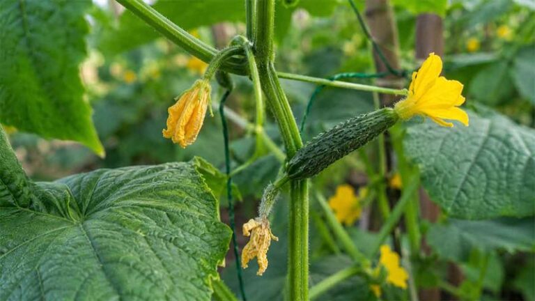 If Your Cucumber Flowers Drop Off Without Setting Fruit in Late-Summer Heat, Warm Nights Are Often the First Thing to Check