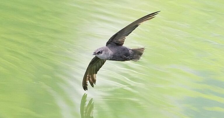7 Florida Native Plants That Bring Chimney Swifts In to Clear the Gnats and Midges Over Your Yard