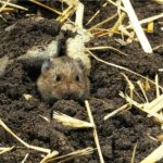 Something Keeps Tunneling Through Your Garden and Wrecking Roots – Here Are the Signs It’s Voles and How to Stop Them