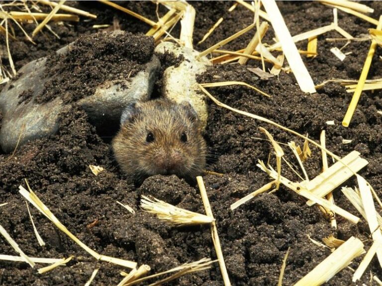 Something Keeps Tunneling Through Your Garden and Wrecking Roots – Here Are the Signs It’s Voles and How to Stop Them